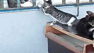 Happy Furry Family – Street Kittens Full of Love