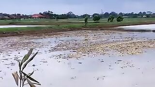 Looking for a fish or eel... Thanks for watching..!! 15