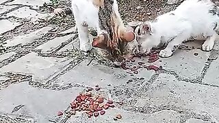 Mom Cat Brought Her Baby for a Meal