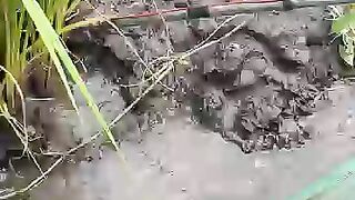 Looking for a fish or eel... Thanks for watching
