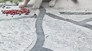 Adorable Hungry Kitten Eats with Joy