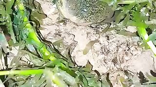 Looking for a fish or eel.. Thanks for watching