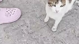 They Were So Hungry... Our Hearts Broke