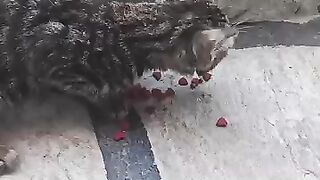 Kitten Tries Dry Food for the First Time Meet Trump the Hungry
