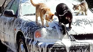 Funny Cats in Real-Life Adventures! ???????? 2