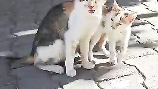 This Kitten Won't Leave Mom's Side