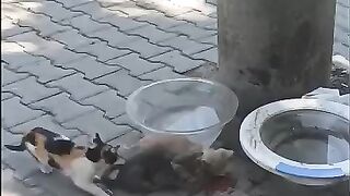 Too Hot Outside! We Gave Food & Water to a Mama Cat and Her Kittens