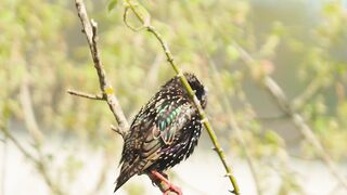 Silly Smile Live Wallpaper 4K - vibrant starling on a spring twig | Trending HD Video