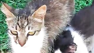 This Mama Cat Deserves a Medal Watch How