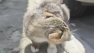 He Wanted to Share... But the Lion Within Said NO!