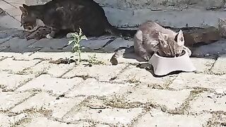 Starving but Sweet- Stray Mom & Kitten Eat in Silence