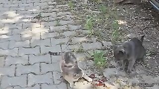 Starving but Sweet- Stray Mom & Kitten Eat in Silence 2