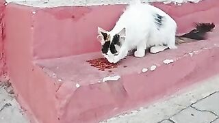 Two Hungry Street Cats Melted Our Hearts!