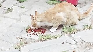 She Refused to Eat… Waiting for Her Mom