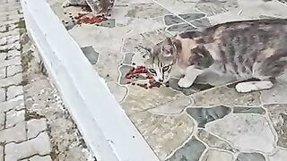 Hungry Cat Family Melted Our Hearts Today