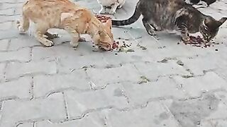6 Hungry Stray Cats Thank Us in the Sweetest Way