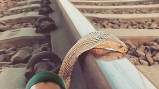 ভয়ংকর বিষধর সাপ ????