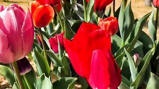 The flowers of beautiful 3