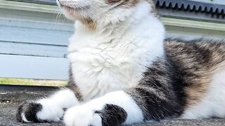 Funnyfuzzy - gato | Trending HD Video