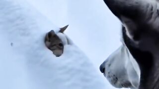 топ 6 приколов с животными