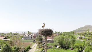 Silly Smile Live Wallpaper 4K - majestic stork nesting in countryside landscape | Trending HD V