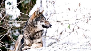 Winter Coat - id | Trending HD Video 54