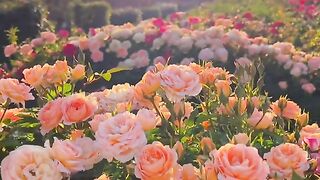 Beautiful scenery of flowers 3