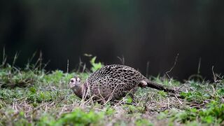 Ring-necked Pheasant Spring.mp4