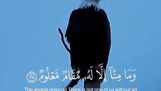 Tilawat e Quran Majeed 20