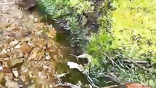 Looking for a fish or eel get crab.. Thanks for watching..!!