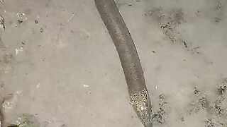 Looking for a fish or eel... Thanks for watching..!! 17