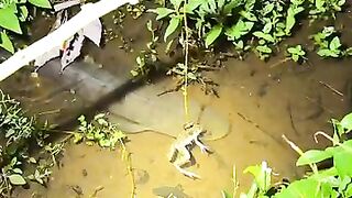 Looking for a fish or eel... Thanks for watching..!! 18