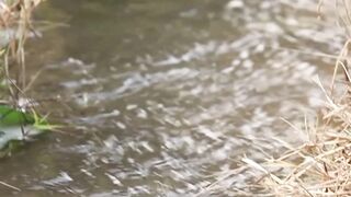 I Love Wallpaper - a stream of water running through grass and weeds | Trending HD Video