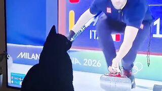 A cat that gets the curling player's blood pumping has been found...