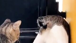 cats arguing ????????