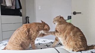 cat fights 2
