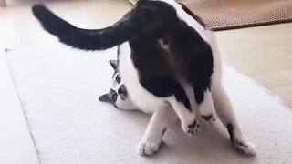 it’s caterday!