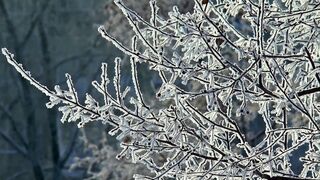 Winter solstice - close up video of snowcapped branches | Trending HD Video
