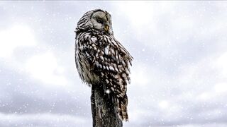 Snow boot - id | Trending HD Video 36
