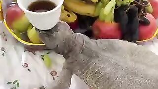 Saudi Arabia who eat meat of this animal