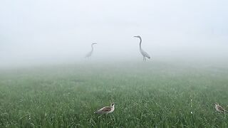 "May the sweet chirping of birds and the beautiful misty nature fill our minds with peace. Good morning and love."