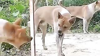 Funny Videos Part 70