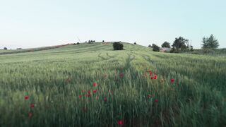 Wallpaper hanging - tranquil green field with poppies in spring | Trending HD Video