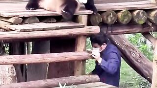 Imut Sekali Panda Nya
