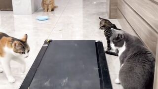 FUNNY VIDEO 34