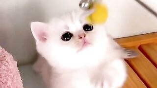 Kucing Suka Mainan