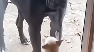 FUNNY VIDEO 35
