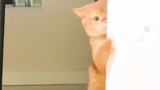 Kucing Yang Manja