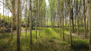 I Love Wallpaper - serene pathway through a verdant forest | Trending HD Video