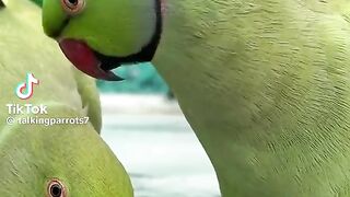 Taking Parrot 2